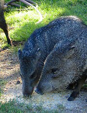 javalina