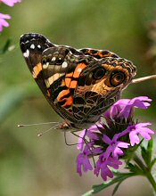 painted lady butterfly