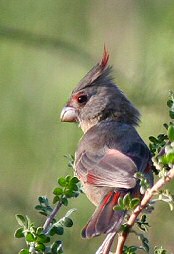 pyrrhuloxia