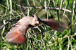 pyrrhuloxia