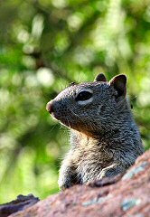 rock squirrel