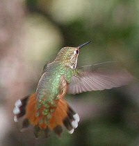 rufous hummingbird