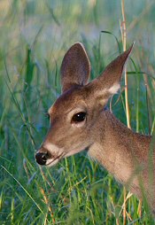 white-tailed deer