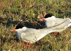 Arctic Terns