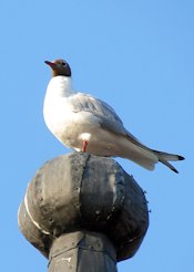 Black-headed Gull