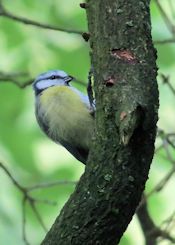 Blue Tit