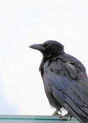 carrion crow