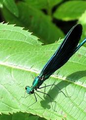 damselfly