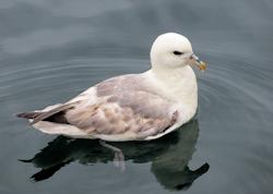 fulmar