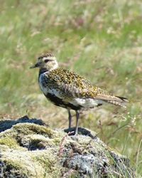 Golden Plover