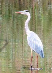 gray heron