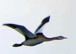 great crested grebe