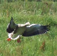 pink-footed goose