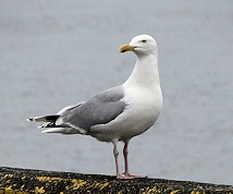 Herring Gull