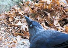 jackdaw