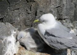 Kittiwake