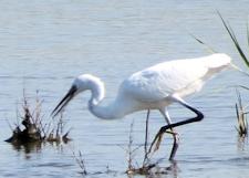 Little Egret