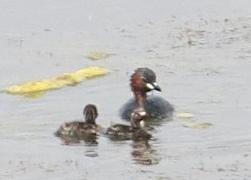 little grebe