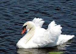 Mute Swan