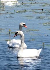 mute swans