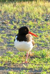 Oystercatcher