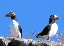 puffins