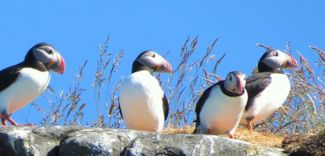 Puffins