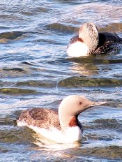 red-throated loon