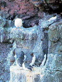 razorbill