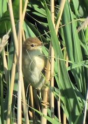 reed warbler