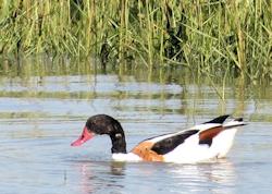 shelduck