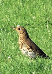 song thrush