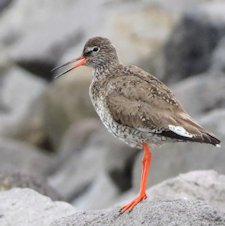 Spotted Redshank