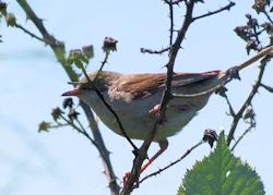 whitethroat