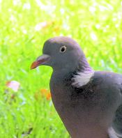 wood pigeon