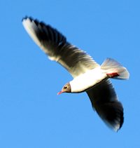 black-headed gull