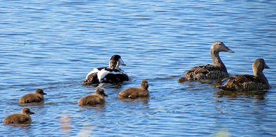 common eiders