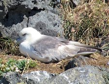 fulmar