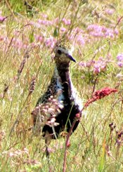 golden plover