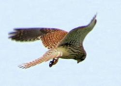 kestrel