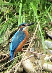 kingfisher