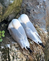 kittiwake