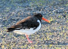 oystercatcher