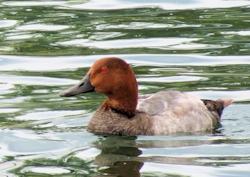 Pochard