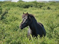 Iceland Pony