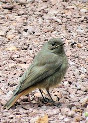 black redstart