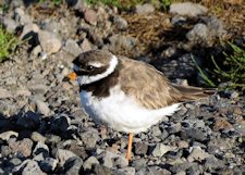 ringed plover