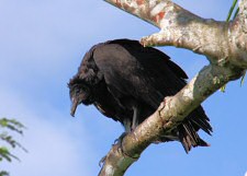 black vulture