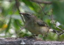 black-throated blue warbler