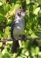 La Sagra's Flycatcher